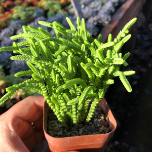 若绿青锁龙 特色多肉植物小盆载 防辐射萌趣肉肉花卉新手好养绿植