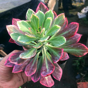 稀有多肉植物 翡翠阁锦防辐射吸甲醛将军阁超好养新手肉肉盆栽