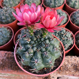 绯花玉四季开花仙人球大颗多肉植物新手好养盆栽花卉懒人绿植包邮