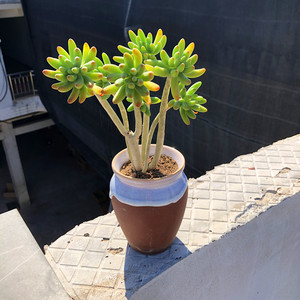 梨子园艺 多肉植物老桩日本八千代多头大颗肉肉盆栽花卉喜阳绿植