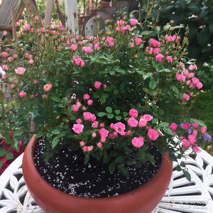 庭院阳台超微 微型多头月季 花朵如指甲盖花量大花期长花卉植物