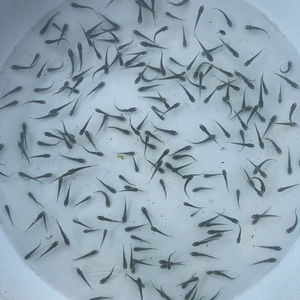 草鱼花鲢白鲢白莲乌仔饲料鱼饵料鱼淡水养殖活体鱼苗