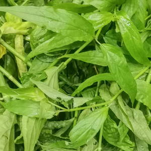 优盾草新鲜忧遁草茶现采中草药鳄嘴花干品扭序花500g正品千里追