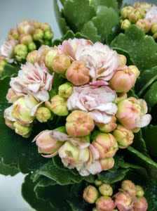 长寿花俗名(长寿)阿兰朵安娜超级玛丽重瓣勤花卉盆栽带花苞发货