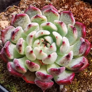 多肉植物沙罗姬