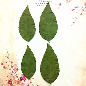 迎春干树叶真树叶标本幼儿园亲子早教树叶贴画材料包真花押花压花图片