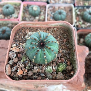 薇家多肉园士童属籽播实生仙人球 稀有迷你萌系易开花 艳肌士童