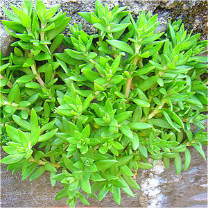 正宗天然新鲜中药材垂盆草 老鼠芽 白蜈蚣 狗牙齿全草 500克包邮