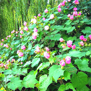 正宗野生中药材新鲜芙蓉花叶 拒霜花 木莲芙蓉 木芙蓉叶 500g包邮