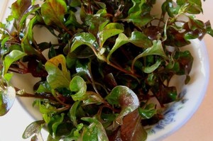种苗-红梗西洋菜锦绣苋 台湾红枸杞菜苗旱地红节节草五色草通血草