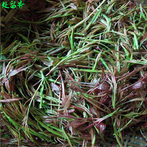 500克黄连头昂兰头茶 杏兰头黄连茶 网兰头茶1000克包邮