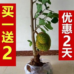 果树苗榴莲苗泰国榴莲树苗嫁接金枕头南方北方种植盆栽苗当年结果