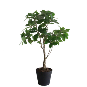 仿真植物田园厚皮香叶盆栽橄榄叶手工室内落地小盆栽摄影摆件