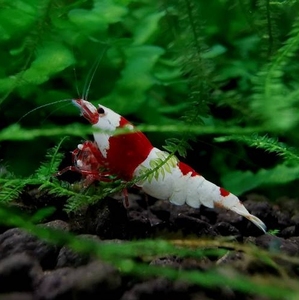 观赏虾   红白水晶虾 厚甲出售纯血厚甲红白水晶虾 名家血统 虾苗