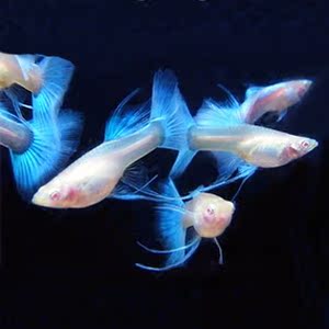 天空蓝孔雀鱼