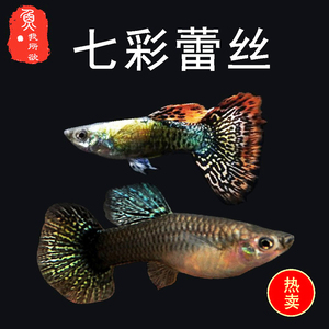 孔雀鱼七彩蕾丝