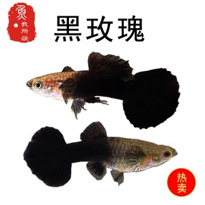 孔雀鱼纯种黑玫瑰活体孕母临产胎生鱼黑色热带鱼繁殖下崽狂魔鱼