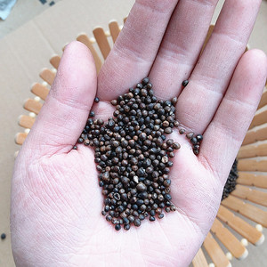 黄荆子布惊仁黄金子填枕芯婴儿防惊荆棵种荆条保健枕头安神助眠