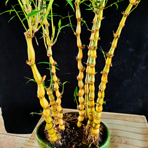 葫芦竹金丝佛肚竹罗汉竹苗矮化竹子苗佛竹密节竹大肚子竹四季常青