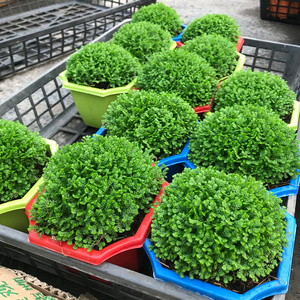 【地球绿植】地球绿植品牌,价格 - 阿里巴巴