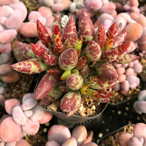 多肉植物梅花鹿水泡