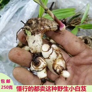 贵州纯野生白及 白芨白鸡儿娃 地螺丝连及草羊角七新鲜中药材半斤