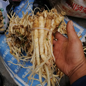 新鲜狮头党参贵州纯野生中药材下单现挖500g包邮 浮萍参香 蔓人参