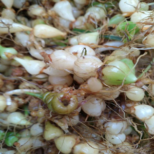 咕噜子九子连环草 串串珠 珠子参算盘子贵州新鲜中药材珍珠七500g