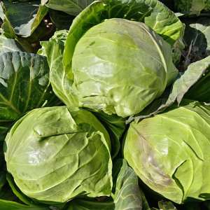 大凉山新鲜包菜莲花白菜卷心菜包包白现摘现发食用农产品
