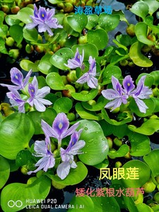 矮化紫根大球水葫芦  凤眼莲  浮萍水草活体