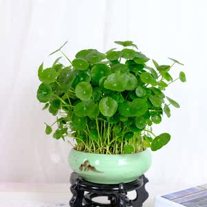 大叶铜钱草花盆栽植物