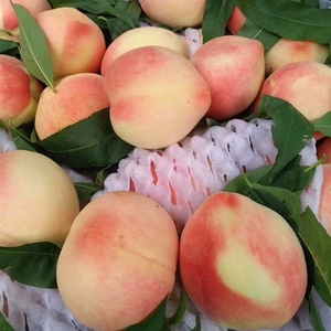 陕西金鱼水蜜桃 树上熟桃子个大饱满 夏季时令水果4.6-5斤包邮