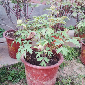 牡丹花苗盆栽正宗洛阳精品带原土盆发货包邮阳台室内国花名贵花苞