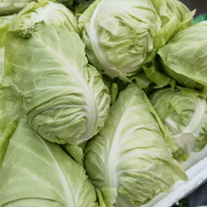 新鲜橄榄菜安徽大别山霍山农家露天自种包菜卷心菜下单现采500g