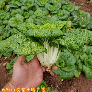 黄心菜新鲜蔬菜乌心菜安徽六安农家露天应季矮脚菜自种窝窝菜500g