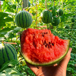 红小玉西瓜种子薄皮特甜春秋季高产早熟四季礼品水果种籽孑