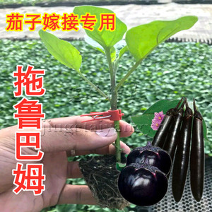托鲁巴姆种