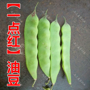 寿光蔬菜 狮牌将军一点红 芸豆 豆角 油豆 扁豆种子 大面积用种