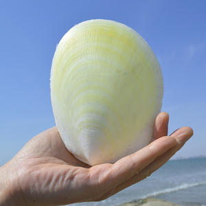 大贝壳海螺天然黄滑狐蛤地台摆件造景创意礼品家居装饰收藏标本