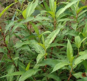 野生中草药新鲜水辣蓼 水胡椒 红辣蓼 斑蕉草 蓼子草 白辣蓼500克