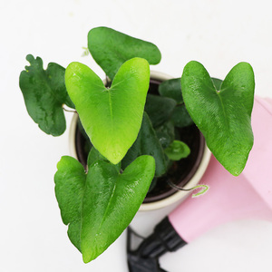 心愿蕨心连心蕨类植物雨林缸造景组盆搭配植物室内绿植花卉盆栽