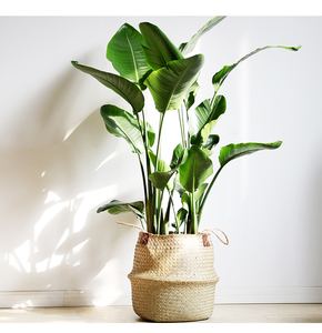 芭蕉叶植物盆栽