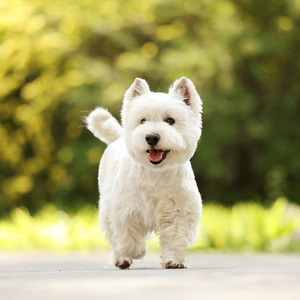 西高地白梗幼犬纯种赛级双血统宠物狗小型犬活体狗狗白色北京犬舍