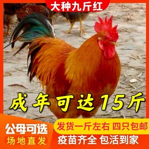 1斤九斤红公鸡活苗巨型特大公鸡活鸡包活到家土鸡脱温小鸡仔红玉