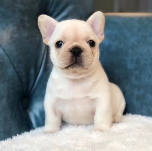 纯种法国斗牛犬 奶油色蓝色驼色 黑色法牛活体宠物狗狗 法斗幼犬