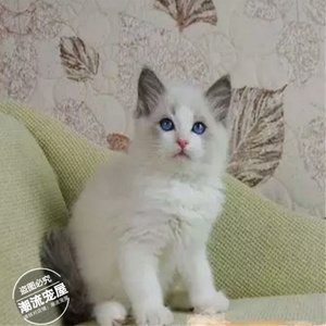出售宠物活体小猫咪双色奶油色海豹色蓝眼布偶猫幼猫幼崽布偶猫t