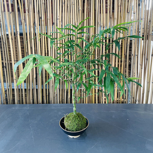 佛肚竹50cm 水培水养苔藓球苔玉室内桌面好养耐阴植物懒人绿植