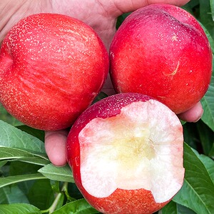 苹果油桃5斤新鲜水果白肉顺丰包邮整箱应当季蜜黄密大脆淘菜菜10