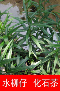 水杨柳水柳仔柳叶白前水麻溶石化石消石清石肝胆肾膀胱男女泡茶叶