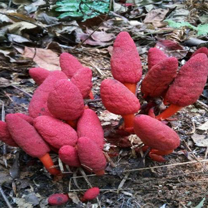 回春草不老草草苁蓉红冬蛇菰文王一支笔仙人头借母怀胎 500g包邮